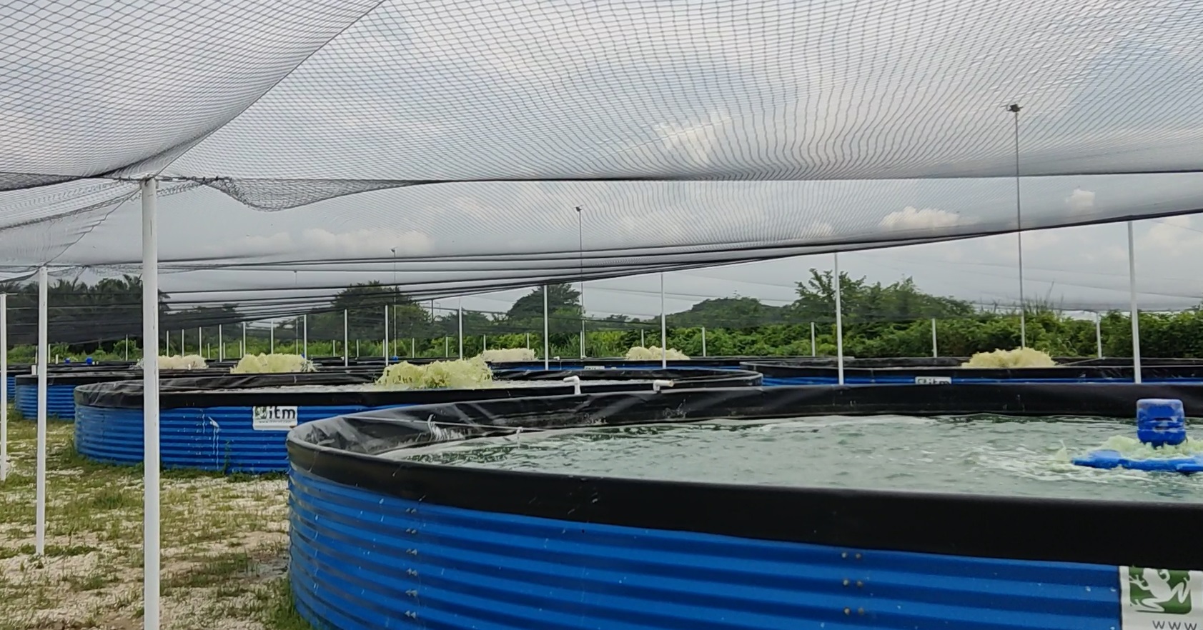 Instalación de sensores en estanque de piscicultura